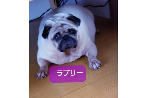 販売中のパグの親犬